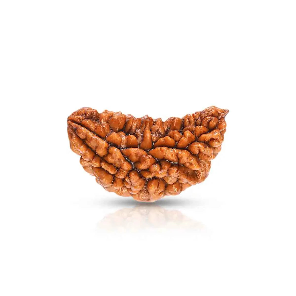 1 Mukhi Rudraksha – The Rarest Seed of Pure Consciousness