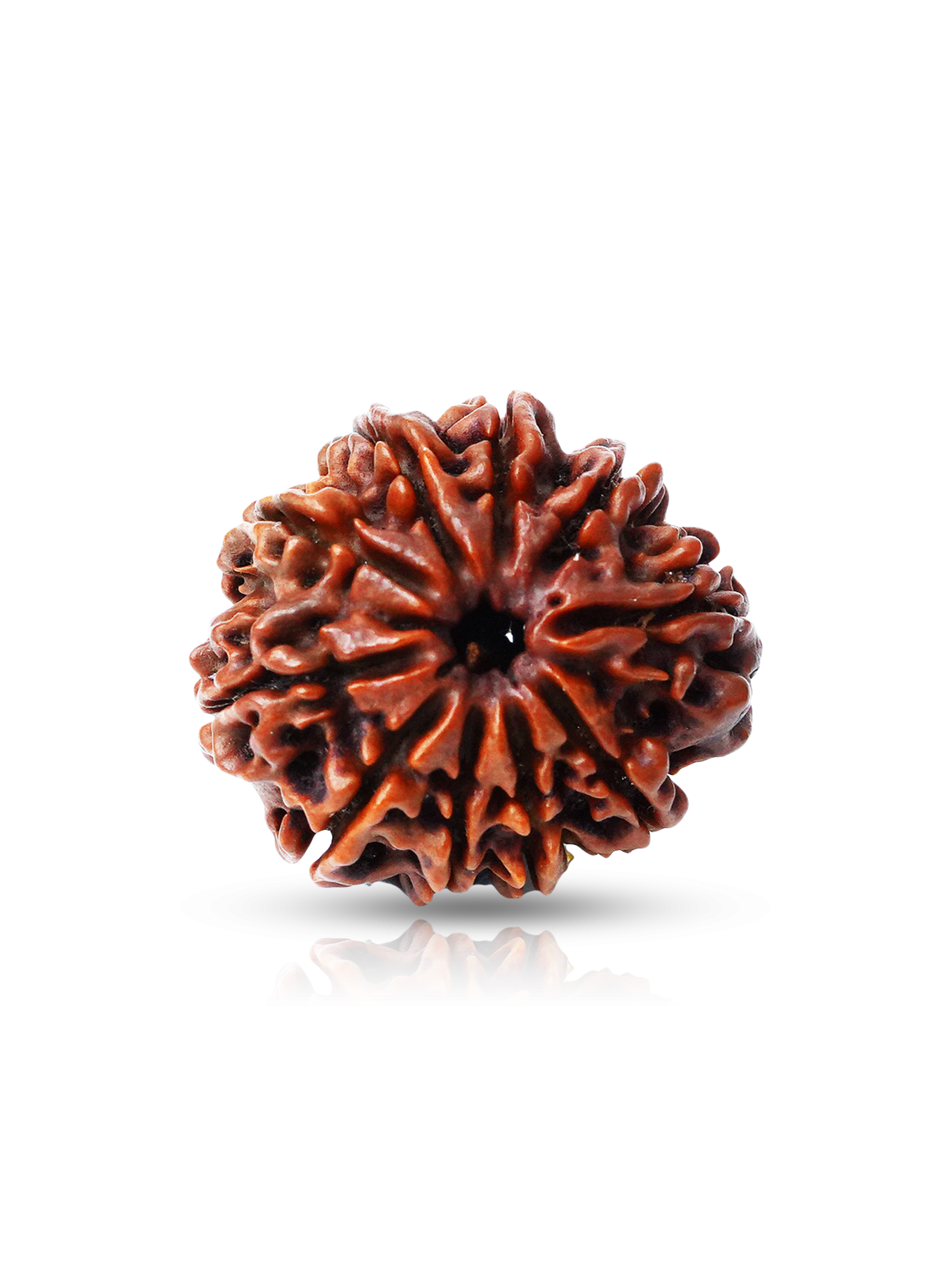 10 Mukhi Rudraksha (Nepal Origin) – Bead of Protection from Hidden Enemies
