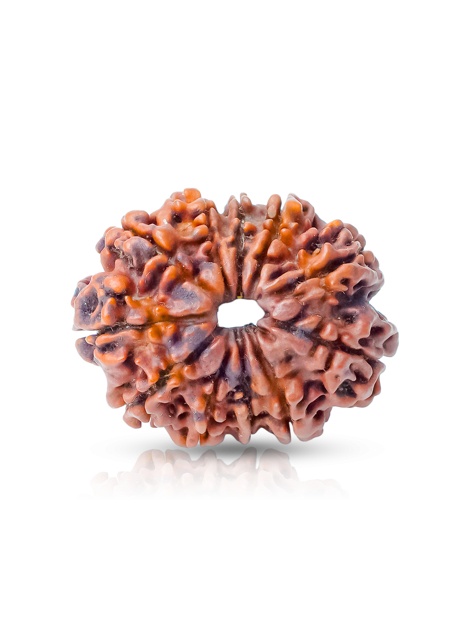 11 Mukhi Rudraksha – Rudra Form for Courage, Clarity & Yogic Power