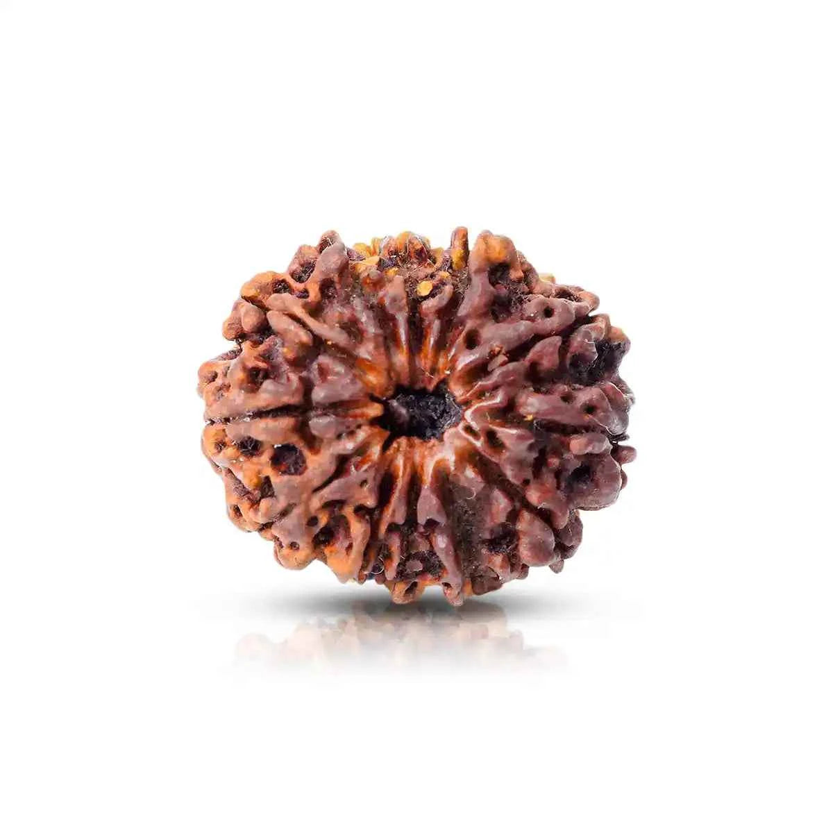 12 Mukhi Rudraksha – Bead of Radiance, Health & Leadership