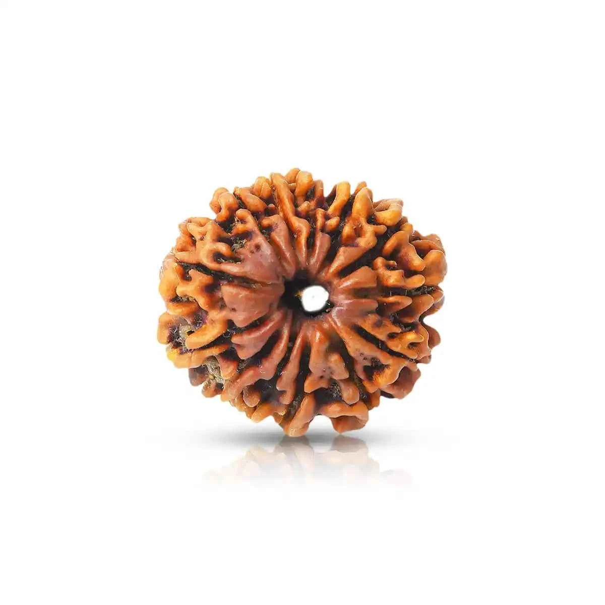 13 Mukhi Rudraksha – Kamdev Shakti for Charisma, Love & Desire Fulfilment