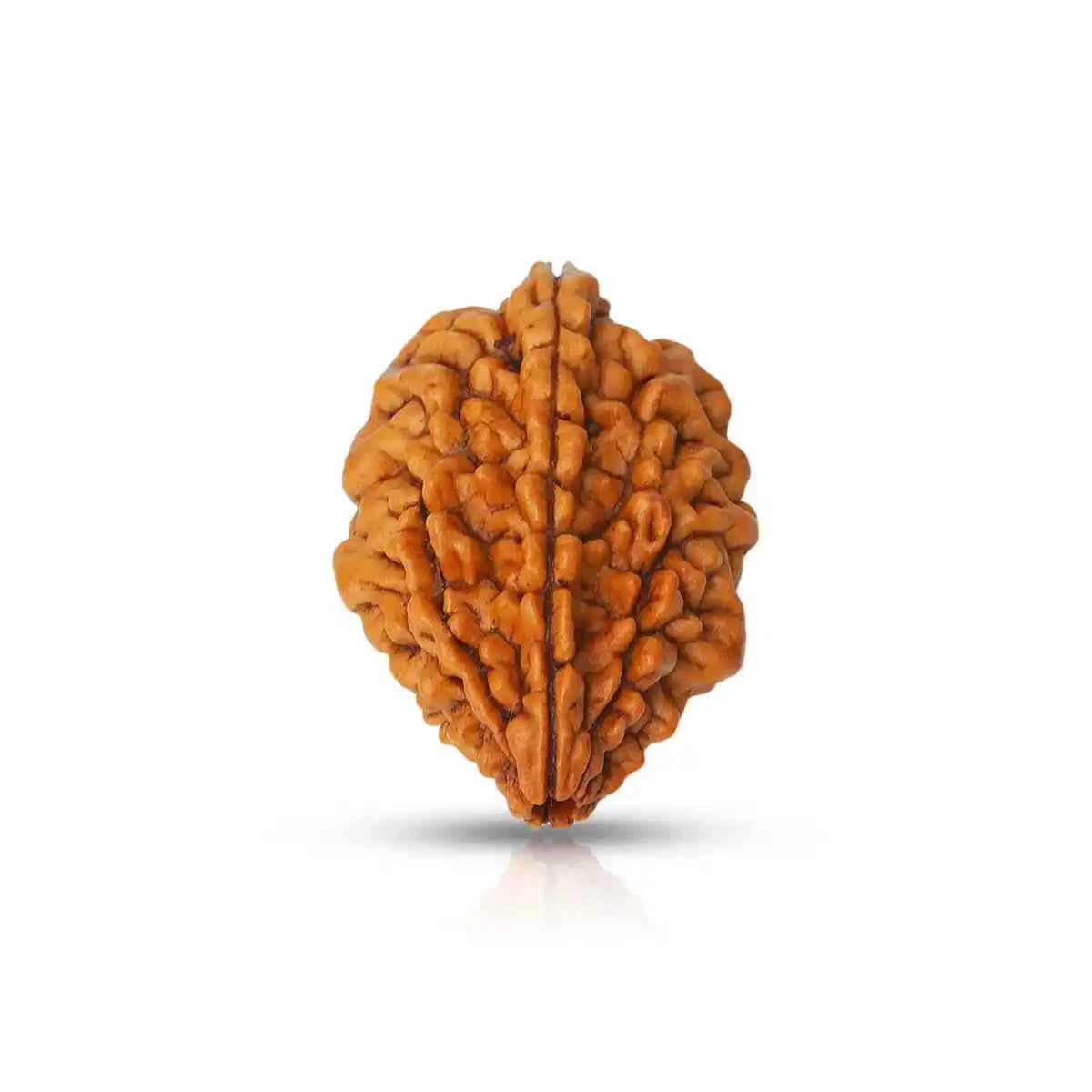2 Mukhi Rudraksha – Symbol of Harmony & Relationship Balance