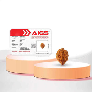 2 Mukhi Rudraksha – Symbol of Harmony & Relationship Balance