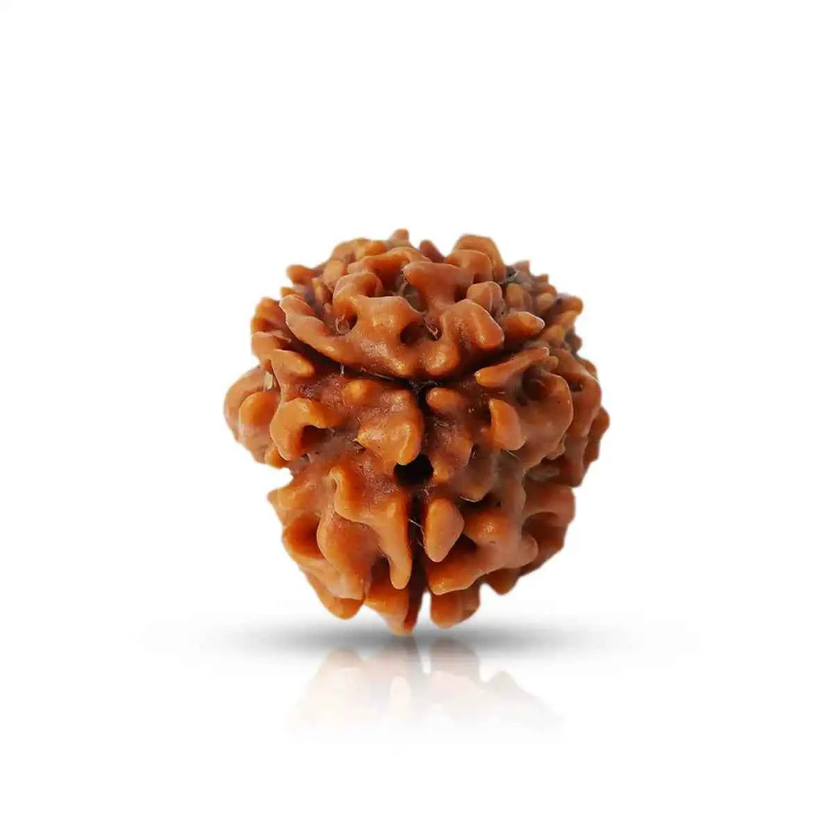 3 Mukhi Rudraksha – Flame of Self-Confidence & Freedom