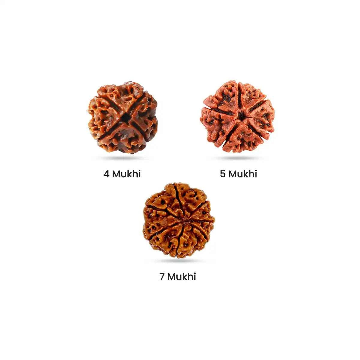 Rudraksha for Thought Plane
