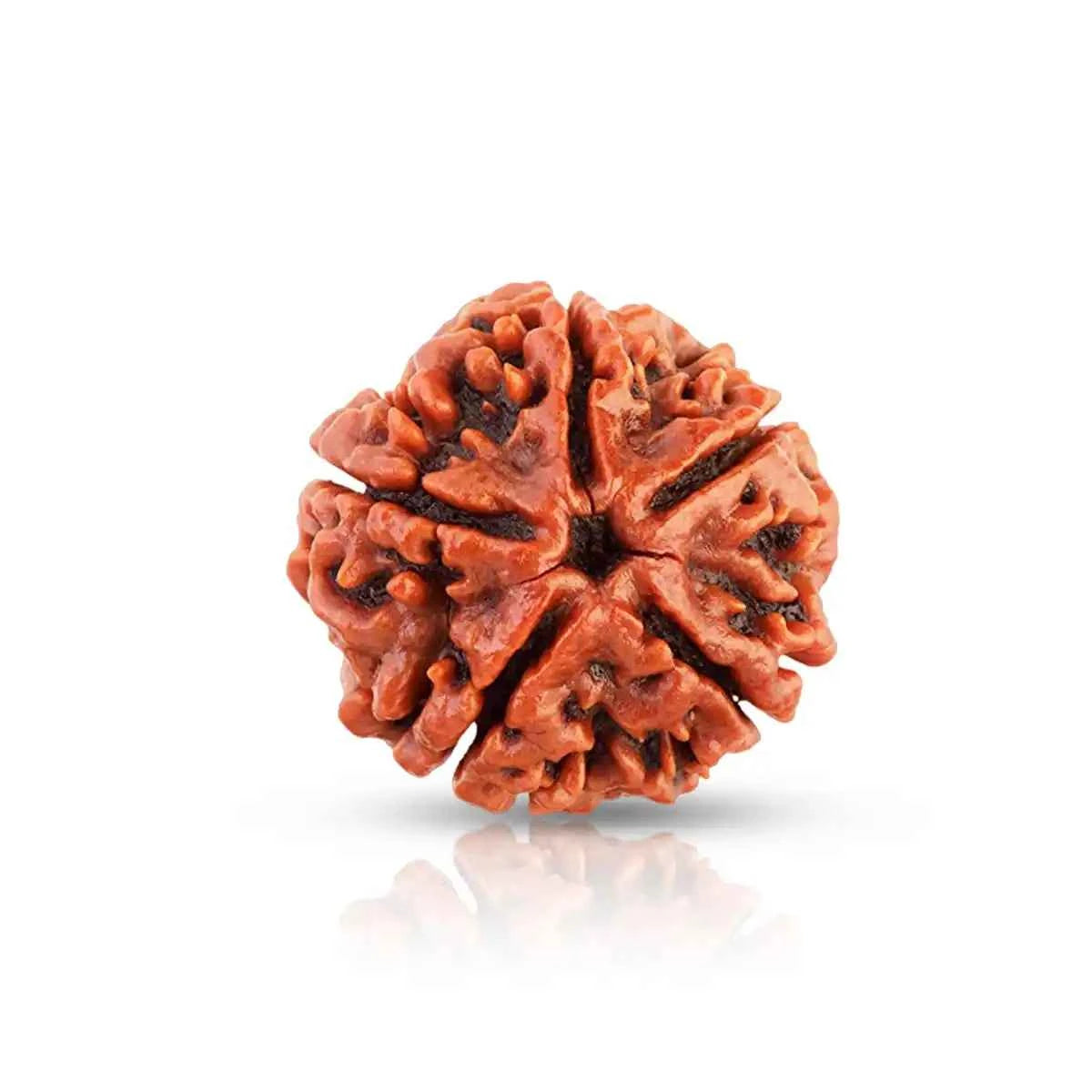 5 Mukhi Rudraksha – The Sacred Bead of Peace, Power & Wisdom
