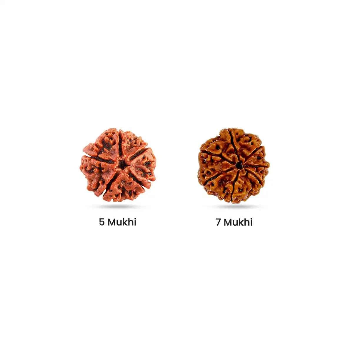 Rudraksha for Mind Plane