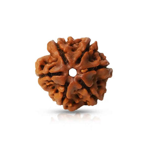 6 Mukhi Rudraksha (Nepal Origin) – Bead of Willpower & Attraction