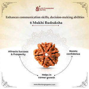 6 Mukhi Rudraksha (Nepal Origin) – Bead of Willpower & Attraction