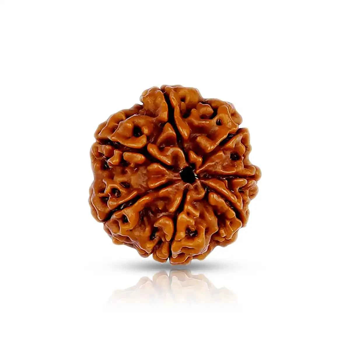 7 Mukhi Rudraksha (Nepal Origin) – Gateway to Wealth, Career & Saturn Remedies