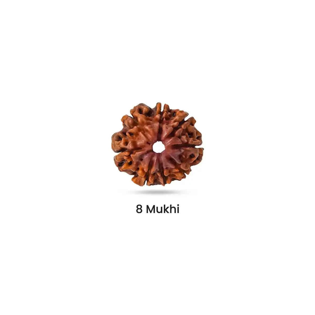Rudraksha for Silver Plane