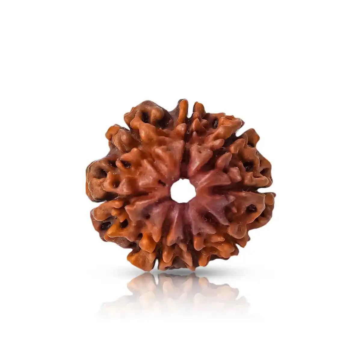 8 Mukhi Rudraksha (Nepal Origin) – Obstacle Remover & Mind Cleanser