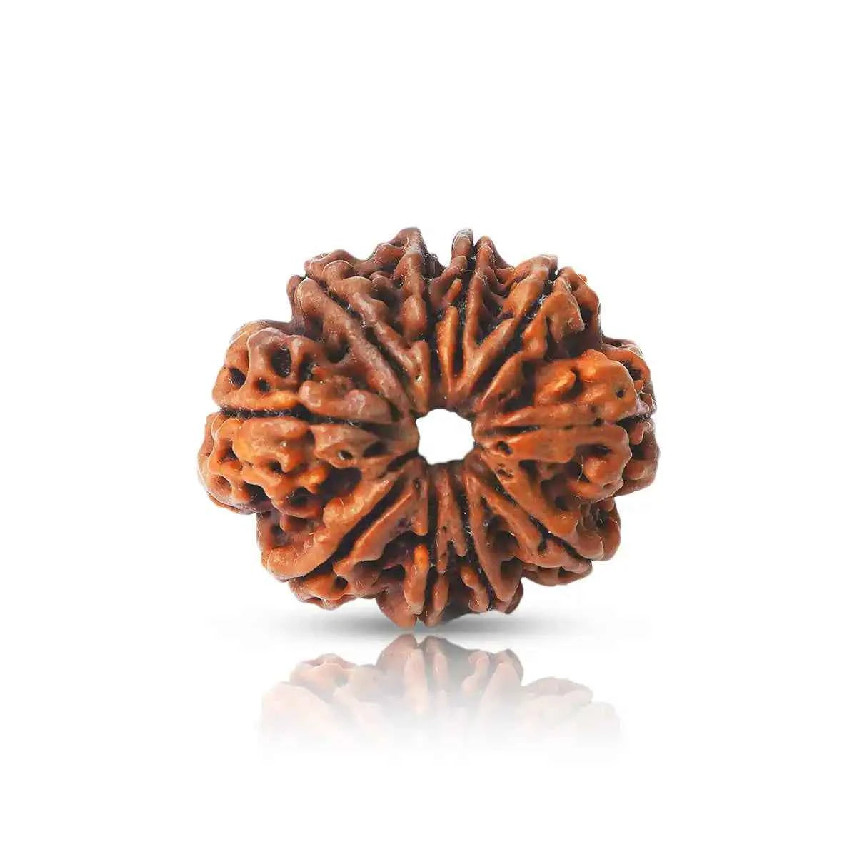 9 Mukhi Rudraksha (Nepal Origin) – Shakti Bead for Energy, Fearlessness & Power