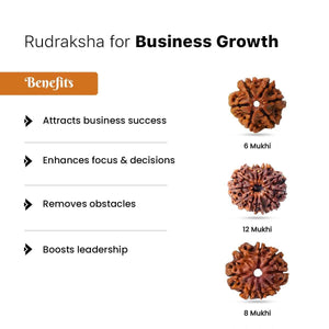 Rudraksha for Business Growth