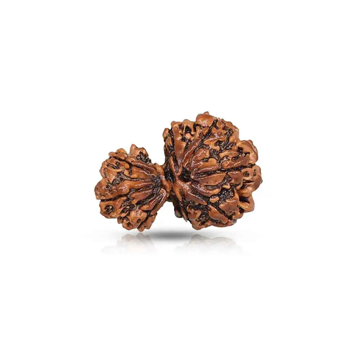Garbh Gauri Rudraksha – Divine Mother-Child Connection Bead