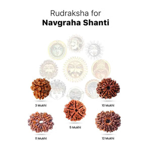 Rudraksha for Navgraha Shanti