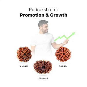 Rudraksha for Promotion & Growth