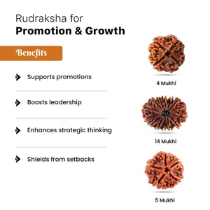 Rudraksha for Promotion & Growth