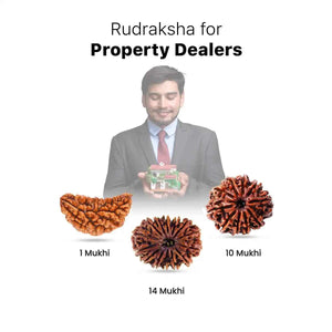 Rudraksha for Property Dealers