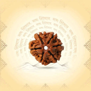 6 Mukhi Rudraksha (Nepal Origin) – Bead of Willpower & Attraction