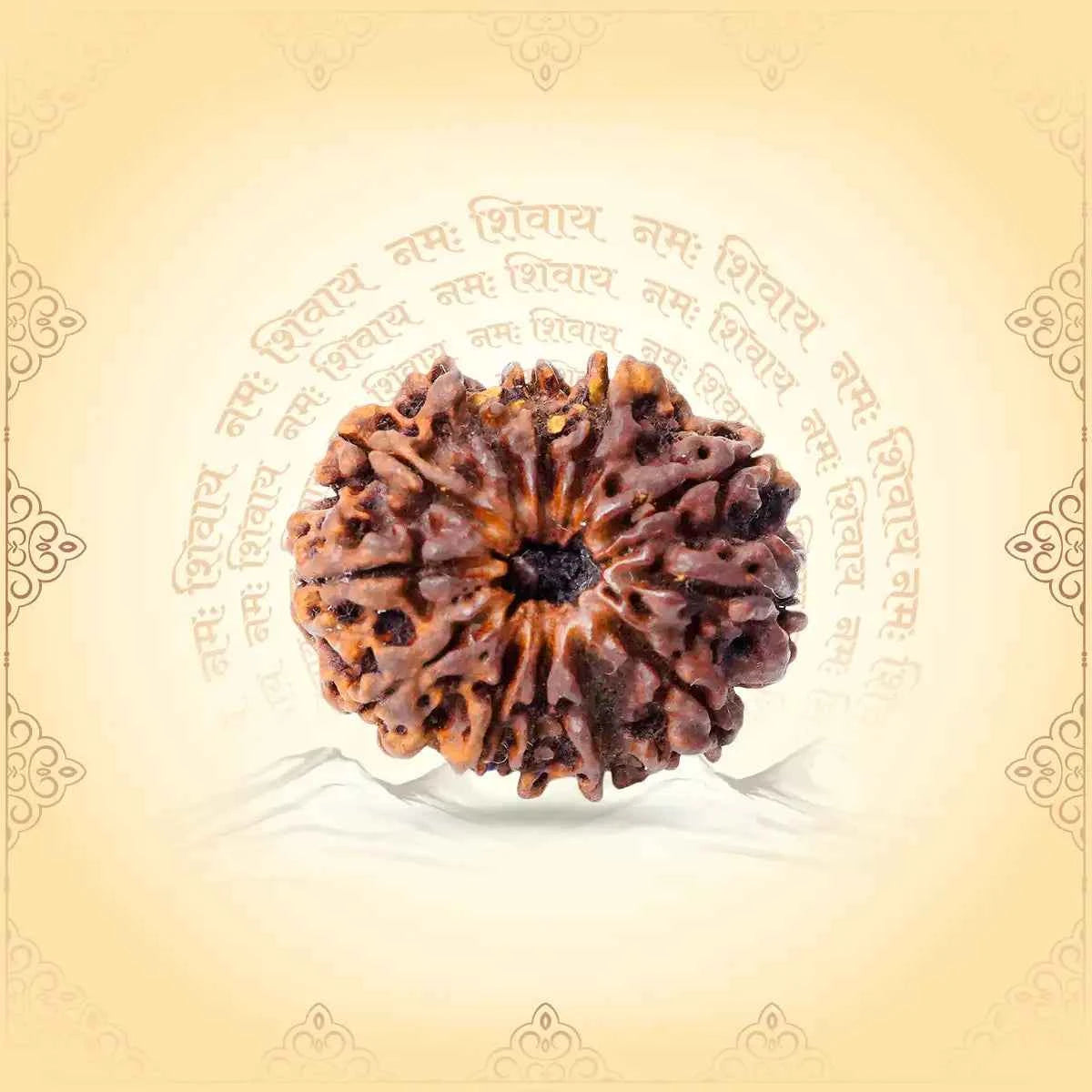 12 Mukhi Rudraksha – Bead of Radiance, Health & Leadership