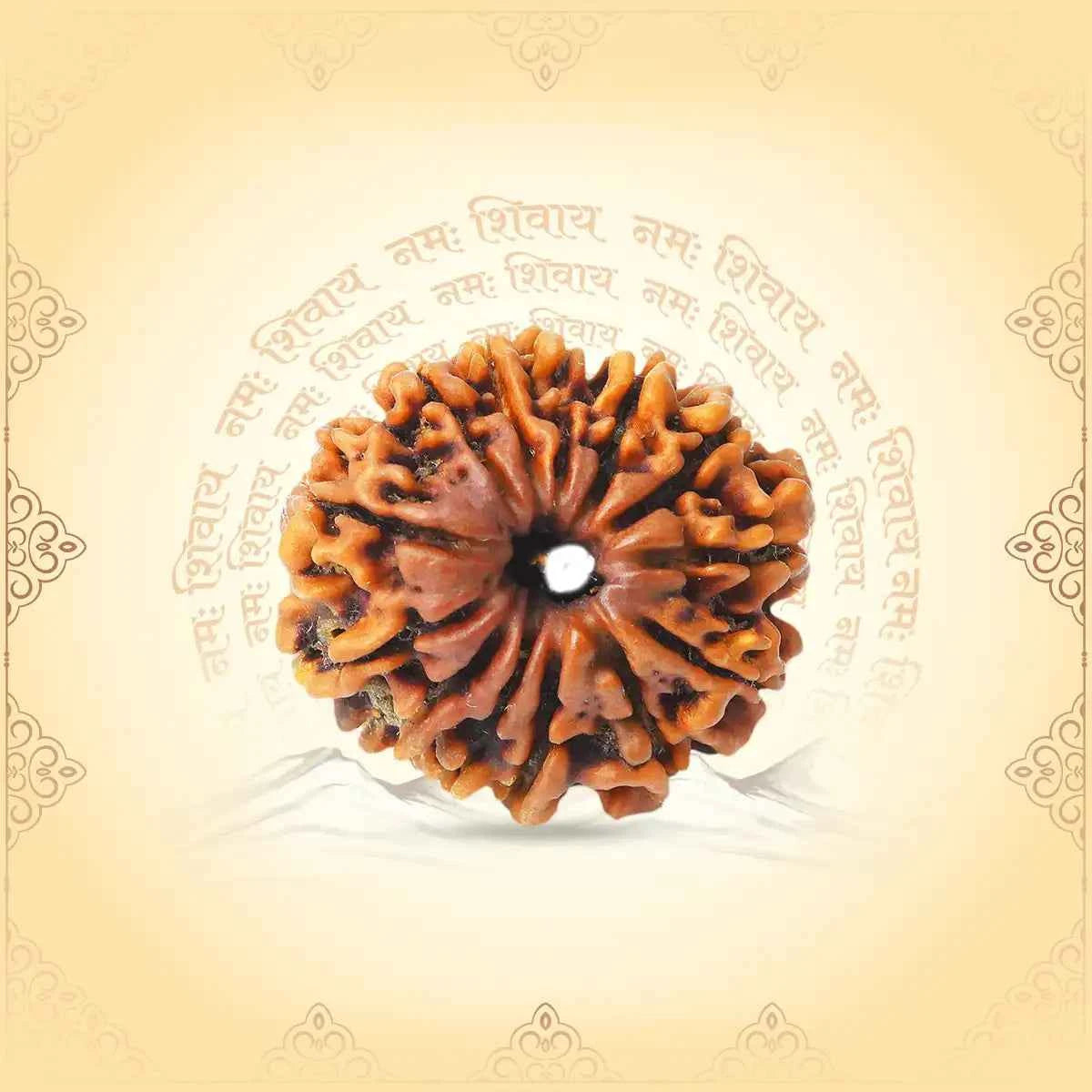 13 Mukhi Rudraksha – Kamdev Shakti for Charisma, Love & Desire Fulfilment
