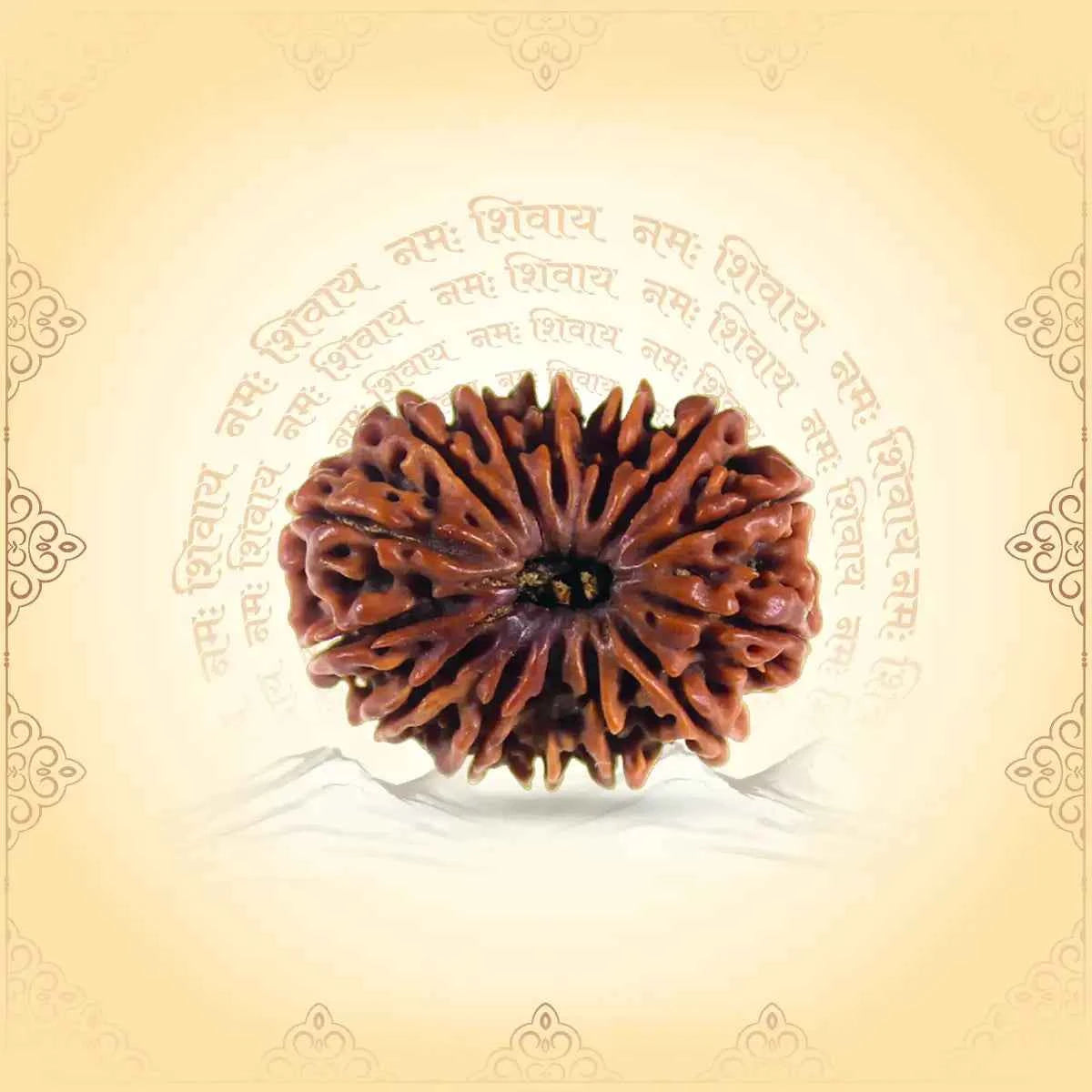 14 Mukhi Rudraksha – Divine Intelligence & Intuition Enhancer