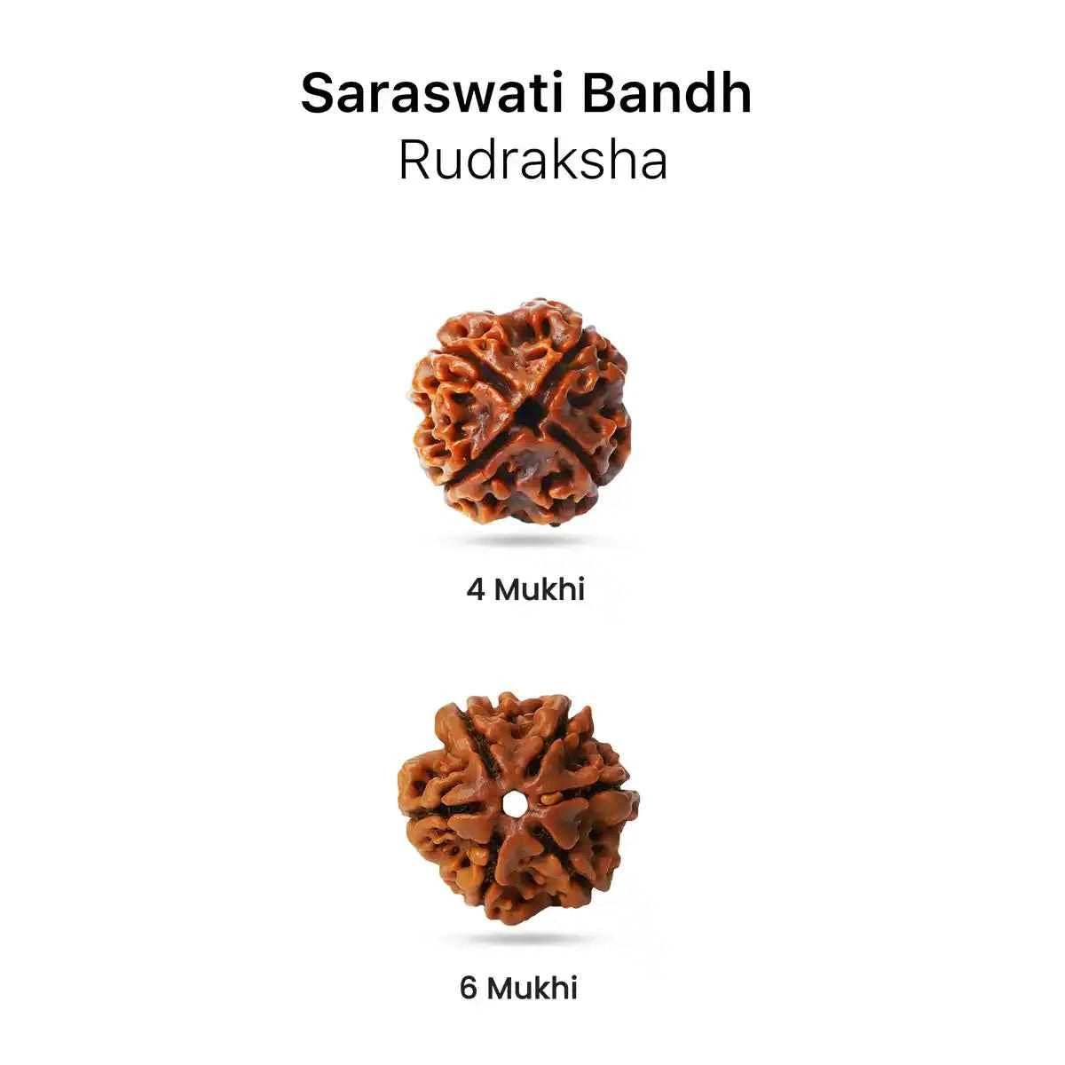 Saraswati Bandh Rudraksha