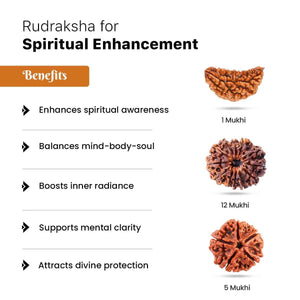 Rudraksha for Spiritual Enhancement