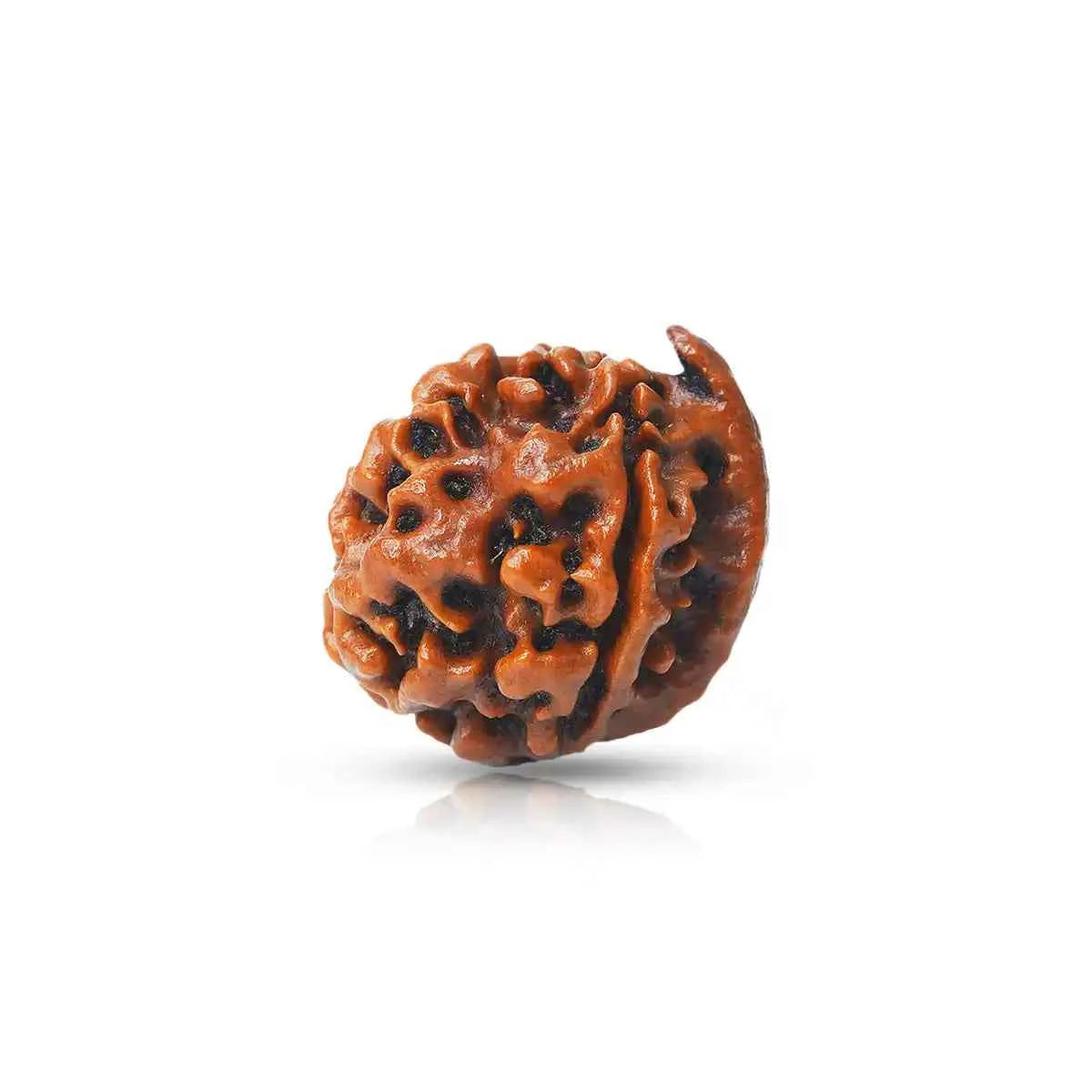 Ganesh Mukhi Rudraksha – Bead of New Beginnings & Wisdom