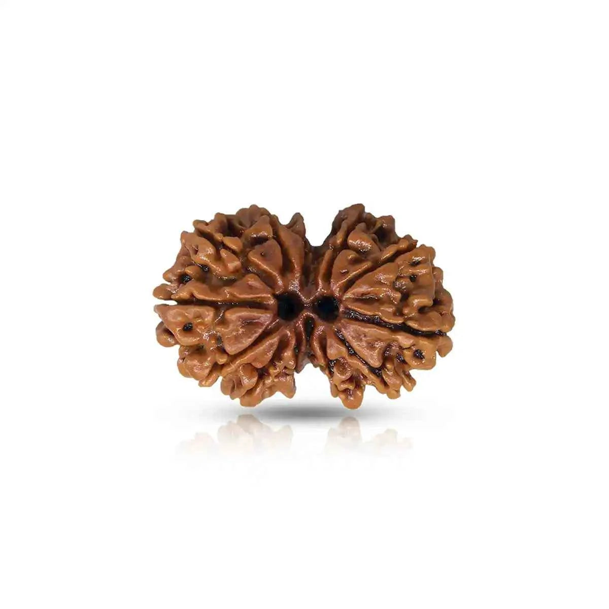 Gauri Shankar Rudraksha – Bead of Love, Unity & Divine Connection
