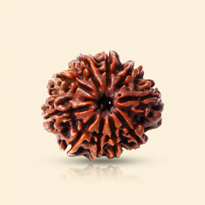 10 Mukhi Rudraksha (Indian)