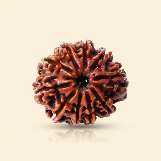 10 Mukhi Rudraksha for planetary protection by Acharya Lavbhushan
