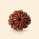 10 Mukhi Rudraksha