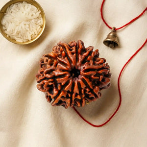 Original Indian 10 Mukhi Rudraksha – Plain or Silver-Capped, X-Ray Certificate Option