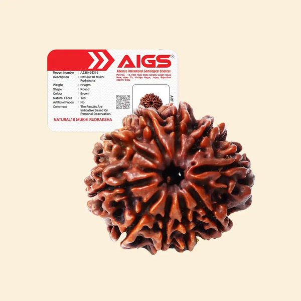 10 Mukhi Rudraksha with certificate