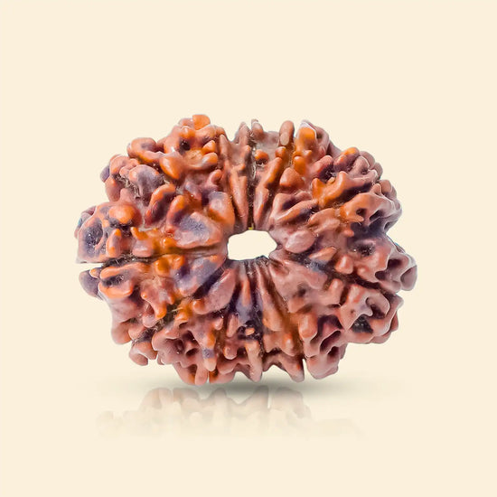 11 Mukhi Rudraksha (Hanuman Rudraksha) for courage and leadership by Acharya Lavbhushan
