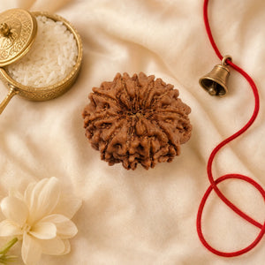 11 Mukhi Rudraksha (Nepali) – Natural Bead, Plain or Silver-Capped