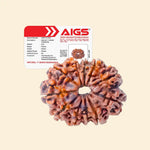 
                    
                      11 Mukhi Rudraksha (Hanuman Rudraksha) with Certificate for courage and leadership by Acharya Lavbhushan

                    
                  