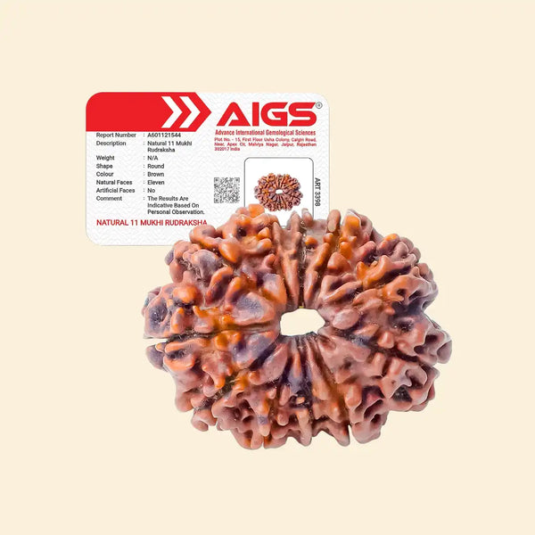 11 Mukhi Rudraksha-with Certificate