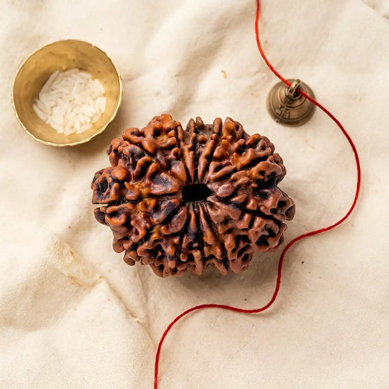 11 Mukhi Rudraksha (Hanuman Rudraksha) for courage and leadership by Acharya Lavbhushan
