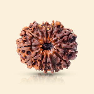 12 Mukhi Rudraksha (Nepali)