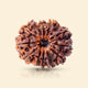 12 Mukhi Rudraksha