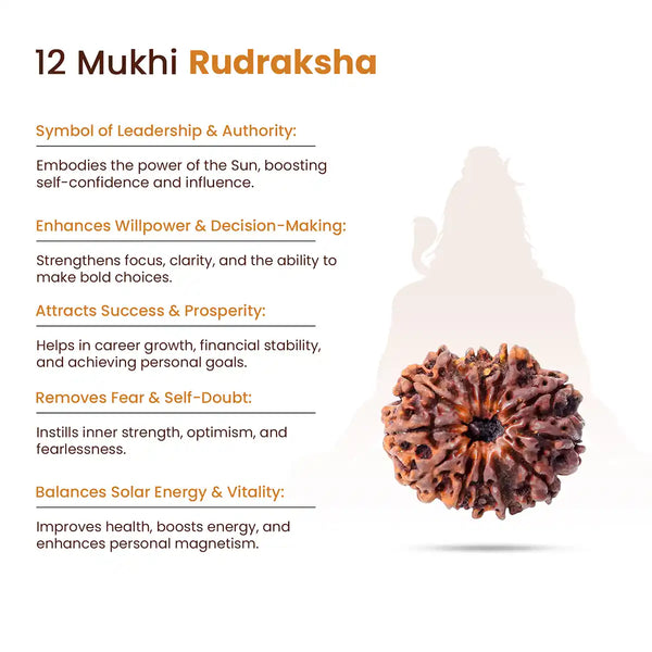 12 Mukhi Rudraksha-Benefits sign