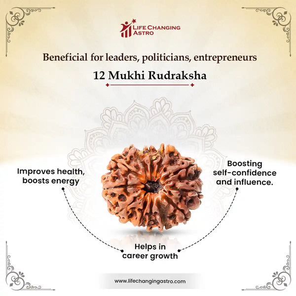 12 Mukhi Rudraksha-Benefits