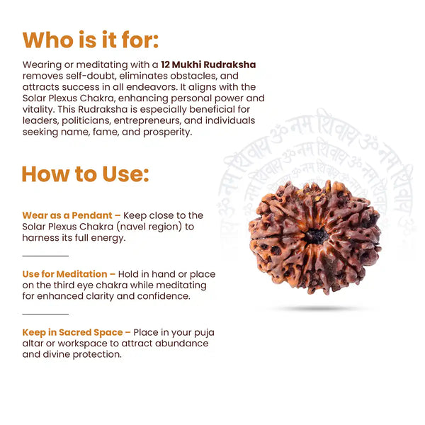 12 Mukhi Rudraksha-how to use