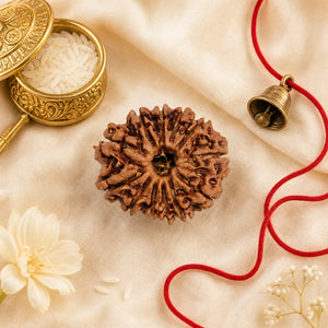 12 Mukhi Rudraksha (Nepali) – Natural Surya Bead, Plain or with Silver Pendant