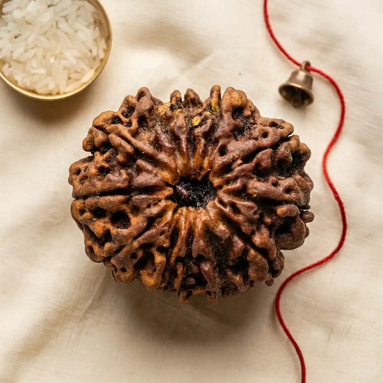 12 Mukhi Rudraksha (Surya Rudraksha) for authority by Acharya Lavbhushan
