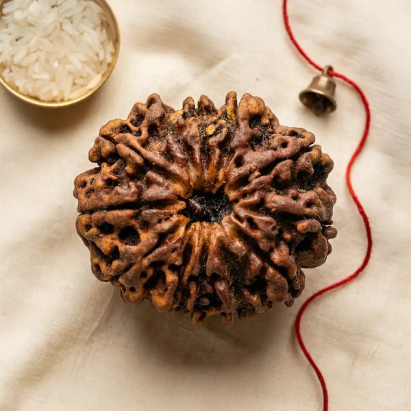 12 Mukhi Rudraksha creative