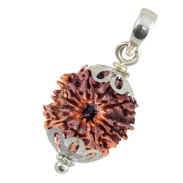 12 Mukhi Rudraksha with pendent